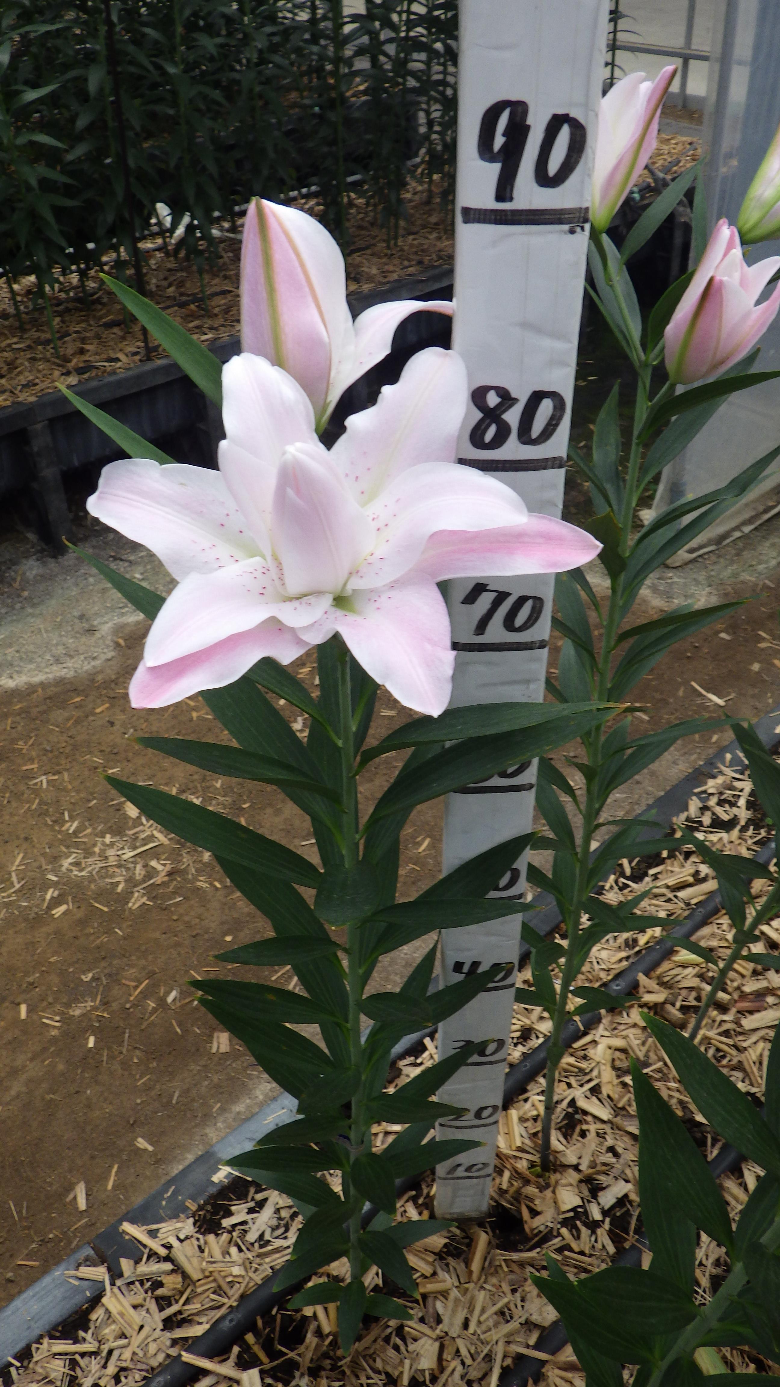 ロータスクイーン(八重)